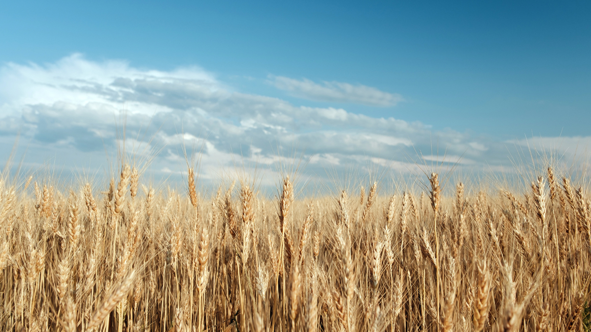 High quality barley